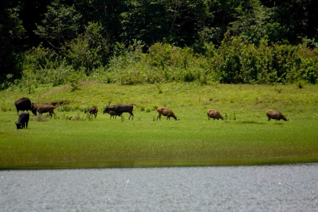 Dean Dale Cottages Thekkady Exteriör bild