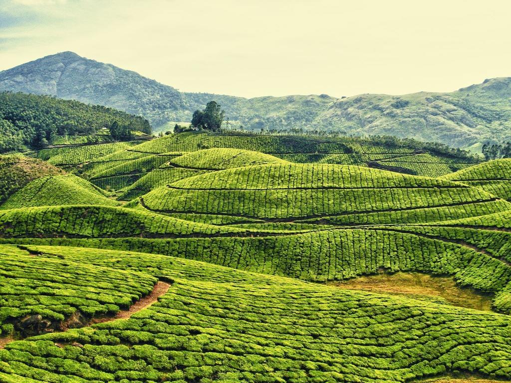 Dean Dale Cottages Thekkady Exteriör bild